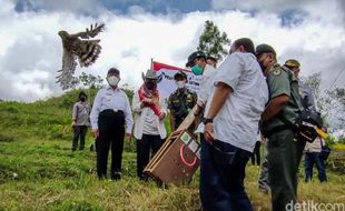 Wow! Sepasang Elang Dilepasliarkan di Perbukitan Menoreh Kulonprogo