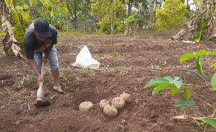 Kebutuhan Kotoran Naik saat Tanam Porang, Petani Berburu ke Luar Desa