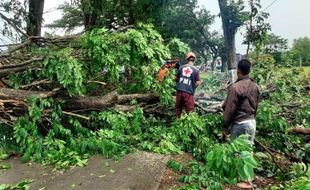 Bruk...Puluhan Pohon di Sukoharjo Tumbang Diterjang Angin Kencang