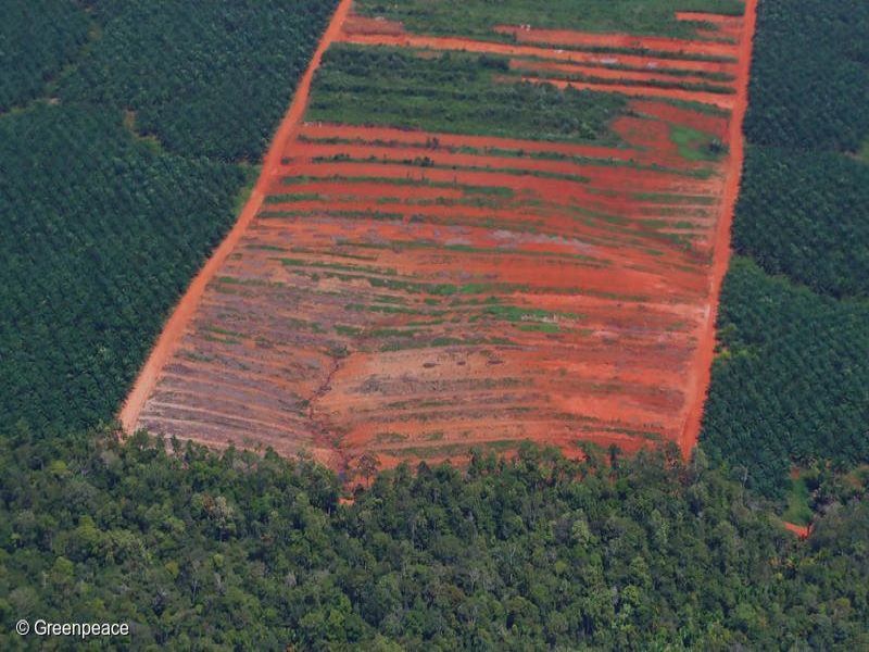 Klaim Pemerintah Ihwal Menekan Deforestasi Harus Diperdebatkan