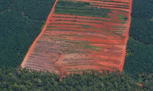 Klaim Pemerintah Ihwal Menekan Deforestasi Harus Diperdebatkan