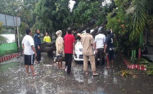 Diterjang Angin, Pohon Tumbang Timpa Mobil di Mireng Klaten