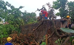 Wuss! Pohon dan Baliho di Sleman Tumbang Diterjang Angin