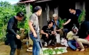 Ayah dan Anak di Sumsel Nekat Tanam Ganja, Kini Jadi Tersangka