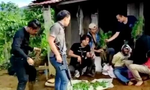 Ayah dan Anak di Sumsel Nekat Tanam Ganja, Kini Jadi Tersangka