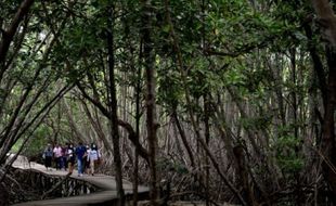 Mangrove Menyerap Karbon Empat Kali Lebih Banyak daripada Hutan Tropis