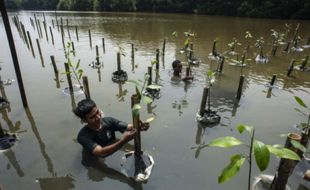 BRIN Kembangkan Teknologi Pemantau Ekosistem Mangrove