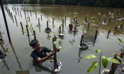 BRIN Kembangkan Teknologi Pemantau Ekosistem Mangrove