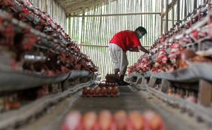 Biaya Produksi Naik, Kemendag Akan Sesuaikan Harga Acuan Telur Ayam Ras