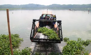 Warung Apung Dibongkar, Eceng Gondok Bertebaran di Rawa Jombor