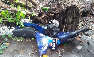 Brak! Sepeda Motor Rusak Tertimpa Pohon di Sleman