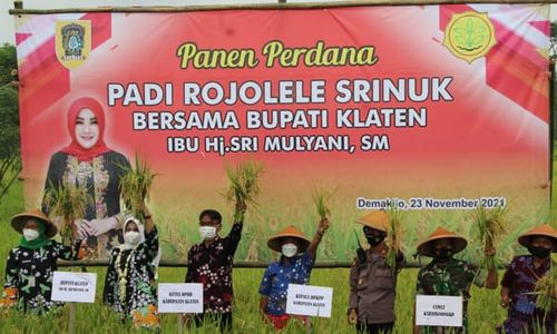 Surplus Beras, Klaten Pertahankan Daerah Penyangga Pangan Nasional