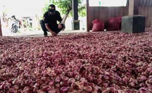 5 Provinsi Penghasil Bawang Merah Terbesar di Indonesia, Jateng Tetap Nomor 1