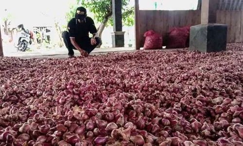 Harga Bawang Merah Anjlok Hingga Rp7.000/Kg, Petani Sragen Menjerit