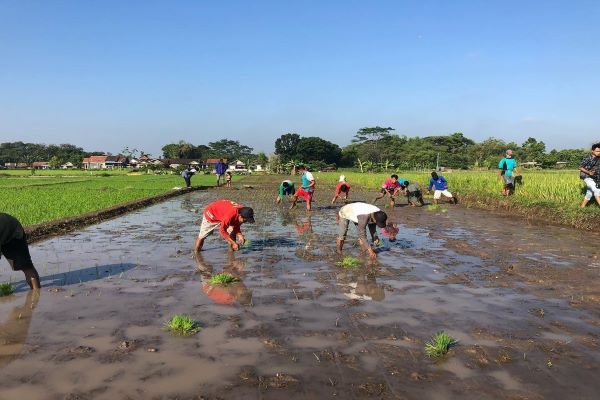 Tips Petani Muda Sukses: Niat Dahulu, Nekat Kemudian