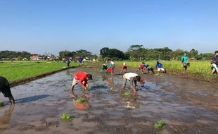 Jual Panenan Sendiri, Petani Muda Klaten Buka Pasar Tani di Area CFD