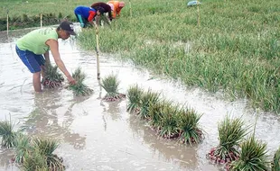 Banjir Rendam Tanaman Bawang Merah di Tulungagung Jatim, Petani Merugi