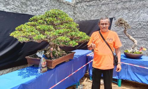 Yuk Merapat ke Karanganyar, Ada 388 Bonsai Dipamerkan