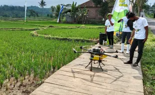 Gak Mahal Kok, Segini Biaya Penyemprotan Pupuk Pakai Drone