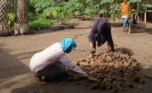 Di Punden Tingkir, Ibu Rumah Tangga di Kalijambe Sragen Kini Berdikari