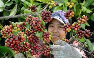 Pecinta Kopi, Sudah Coba Kopi Excelsa Wonosalam Jombang? Rasanya Unik!