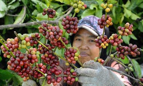 Pecinta Kopi, Sudah Coba Kopi Excelsa Wonosalam Jombang? Rasanya Unik!