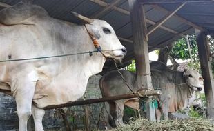 Sapi Ongole Kebumen, Si Mutiara dari Selatan