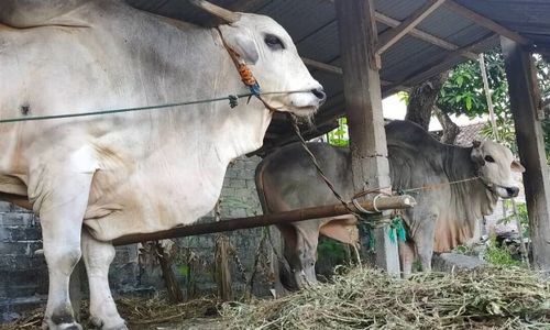 Waduh, Ratusan Sapi di Gresik Terserang Penyakit Mulut & Kuku