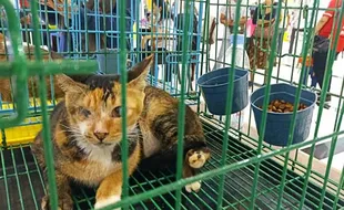 Astaga! 3 Anak Kucing Dibuang Di Pasar Solo, Tali Pusarnya Diikat