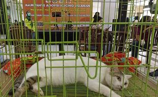 Rumah Difabel Meong Kampanye Adopsi Kucing Jalanan di Mal Solo