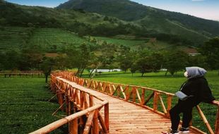 Sejuknya Kebun Teh Tambi Jadi Start Pemanasan Sebelum Wisata ke Dieng