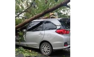 Mobil Tertimpa Pohon di Madiun, 2 Warga Sragen Luka-Luka