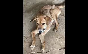 52 Anjing Selundupan yang Diselamatkan di Kartasura Kondisinya Kritis