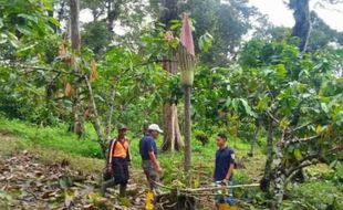 Wow! Ada Bunga Bangkai Langka Setinggi 4 Meter di Kebun Warga Agam