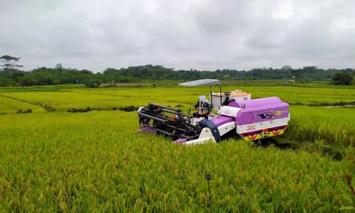 Bupati Klaten Panen Padi Rojo Lele Srinuk dan Kukuhkan Petani Milenial