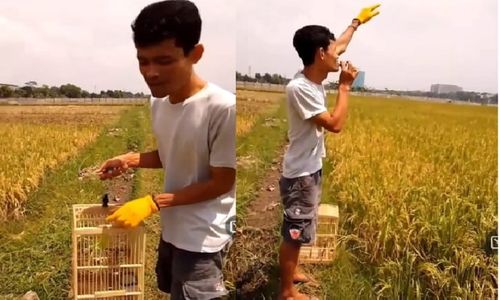 Sedih! Pria Pamer Burung Parkit Jinak, Saat Diterbangkan Tak Kembali