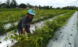 Anjlok Lagi, Harga Cabai Rawit di Tingkat Petani Boyolali Rp11.000/Kg