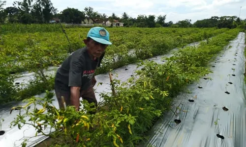 Anjlok Lagi, Harga Cabai Rawit di Tingkat Petani Boyolali Rp11.000/Kg