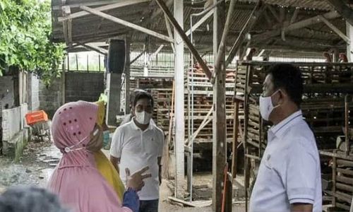 Harga Telur Ayam Anjlok, Peternak di Blitar: Tolong Pak, Negara Hadir