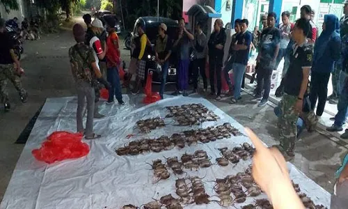 Petani Gresik Undang 70 Penembak Jitu, Beri Misi Basmi Hama Tikus