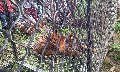 3 Harimau Berkeliaran di Perkebunan Warga, Diusir Malah Mendekat