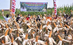 Tanam Jagung, Petani di Grogol Sukoharjo Raup Untung Besar, Kok Bisa?