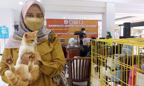 Kisah Emak-Emak Penyelamat Kucing Jalanan di Kota Solo