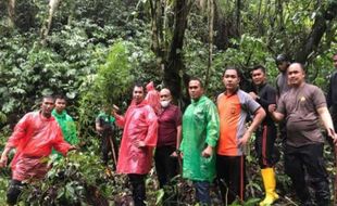 Wow! Setengah Hektare Ladang Ganja di Hutan Adat Kerinci Milik Siapa?