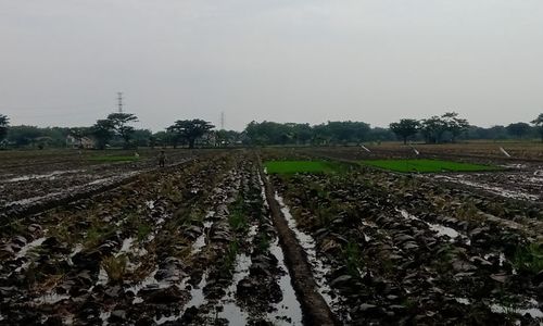 Gara-Gara Hama Tikus, Suwarji Kehilangan 4 Juta Pada Panen Kali Ini