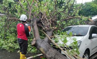 Pohon-Pohon di Kota Jogja Bertumbangan, Timpa 4 Mobil dan Tutup Jalan