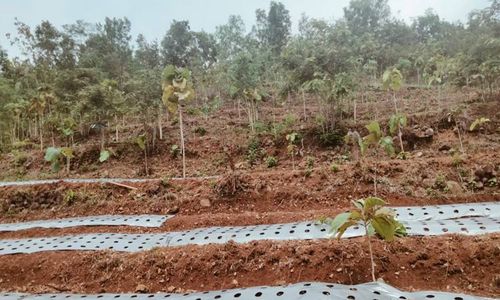 Joss! Petani Bulu Sukoharjo Sulap 17 Ha Lahan Gersang Jadi Bukit Porang