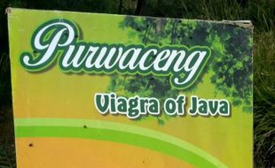 Khasiat Purwaceng Dieng Viagra Jawa, Bikin Pria Makin Grengg