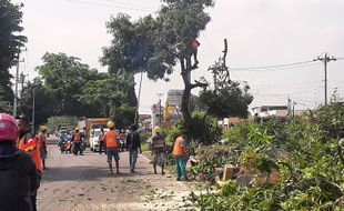 Kena Rel Layang Joglo Solo, 186 Pohon di Jl Kolonel Sugiyono Dipangkasi