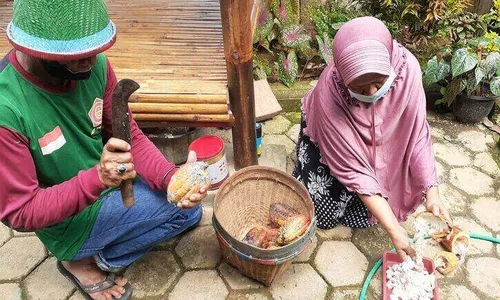 Alhamdulillah! Harga Kakao Madiun Naik Capai Rp35.000/Kg, Ini Sebabnya